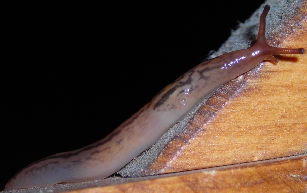 Limacidae (Limax) dal Molise